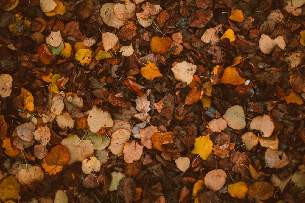 Vibrant autumn leaves scattered across the forest floor, capturing the essence of fall.